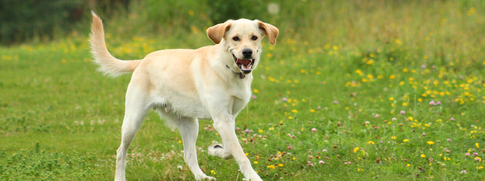 adult-dog - Vets on Balwyn