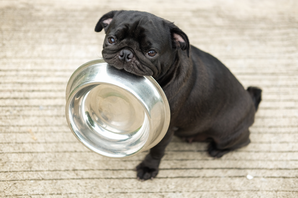 How To Help Your Pet Lose Weight - Doncaster Vet