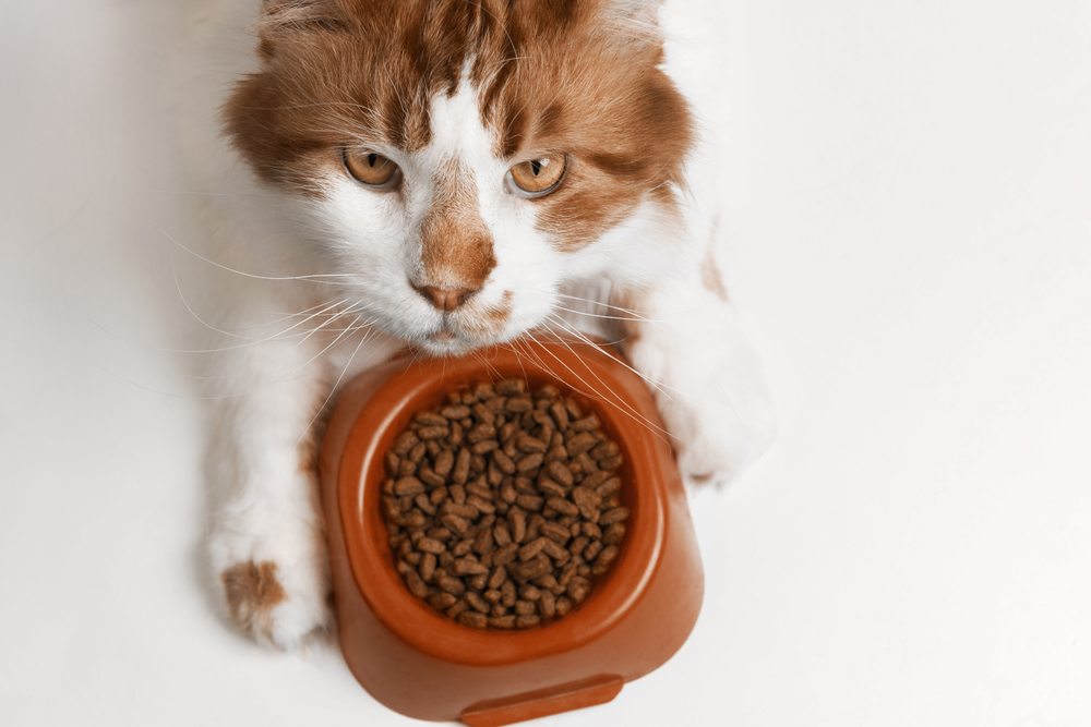 Feeding your Senior Cat Vets on Balwyn