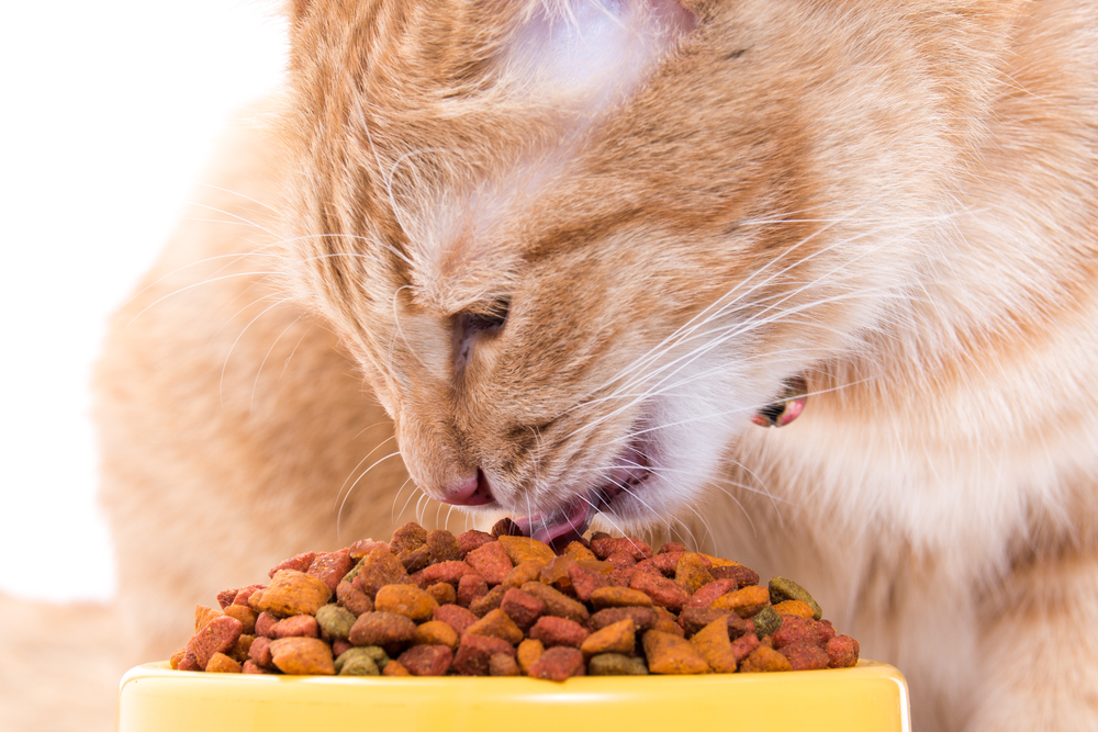 Can cats shop eat dry food