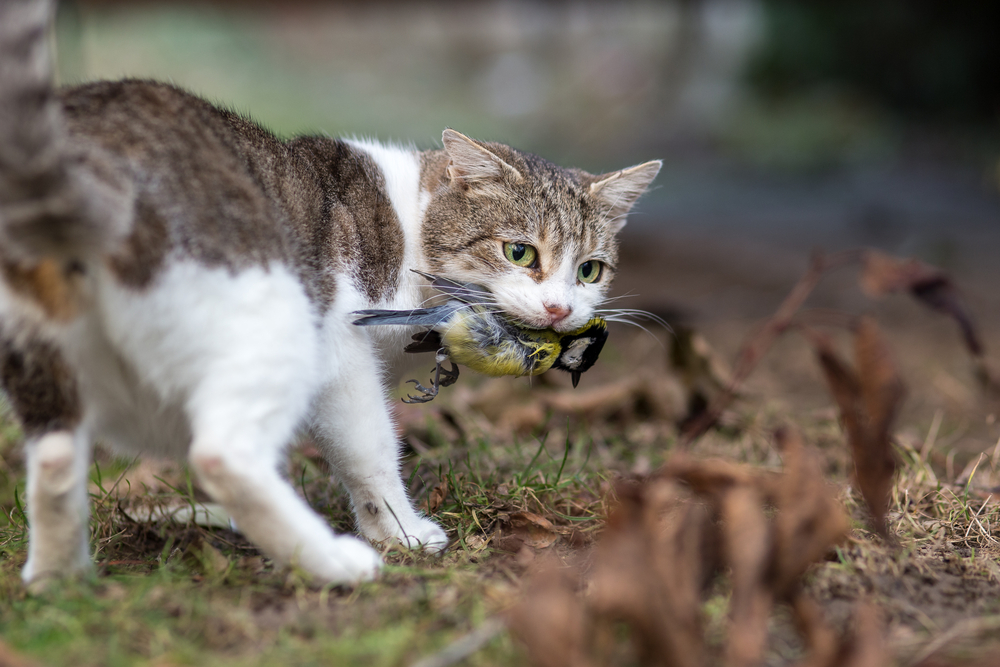 Catching 2024 feral cats