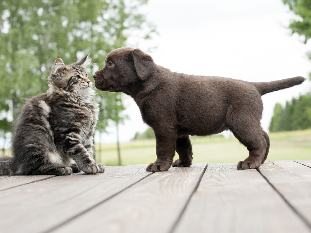 How to introduce sales puppy and cat