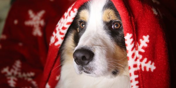 Christmas dog hiding under blanket